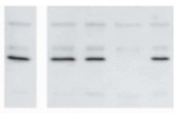 OLE1 | Oleosin 18,5 kDa in the group Antibodies Plant/Algal / Plant Developmental Biology / Plant Signal Transduction at Agrisera AB (Antibodies for research) (AS20 4412)